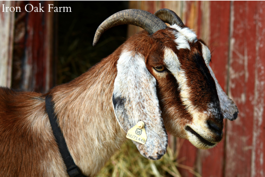 Choosing the Right Goat Breed